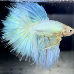 betta714