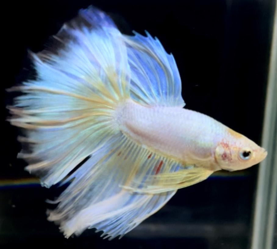 betta714