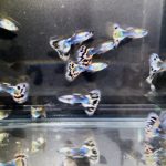 betta720
