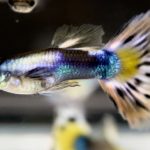 betta720