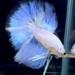 betta716