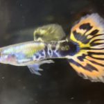 betta719