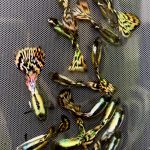betta719