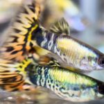 betta719