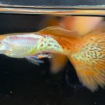 betta721
