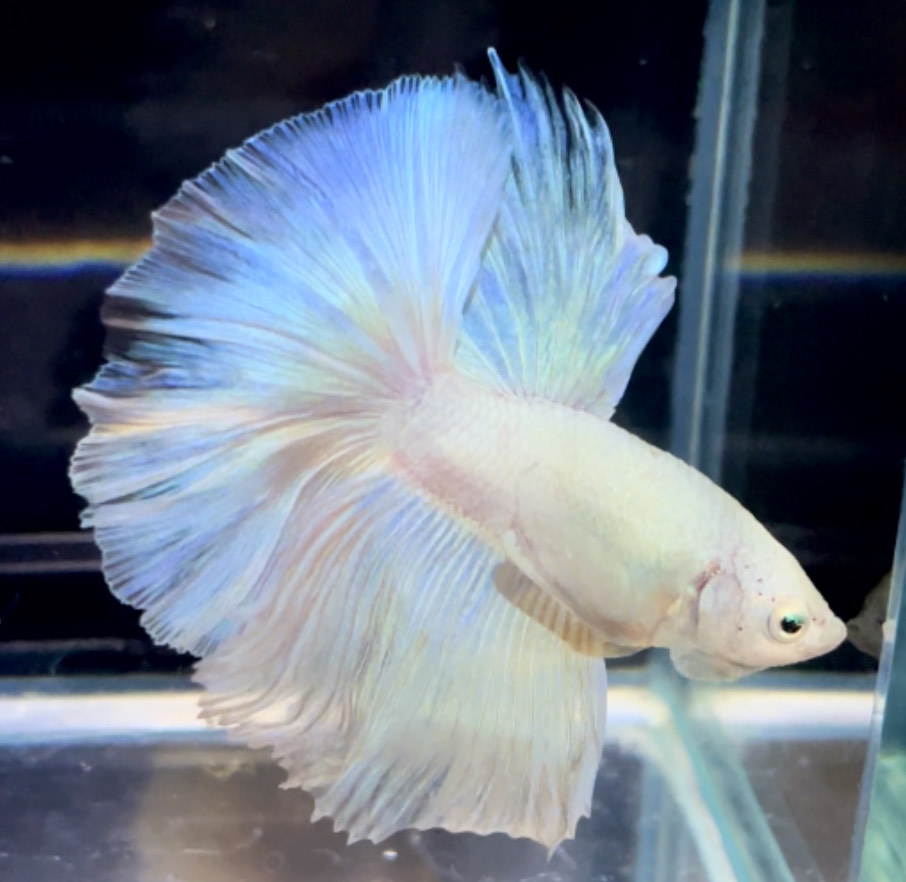 betta715