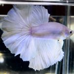 betta726