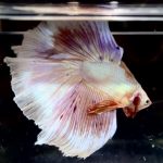 betta725