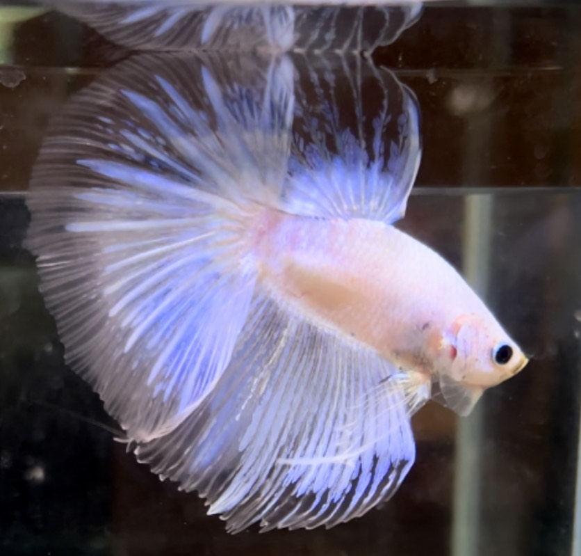 betta723