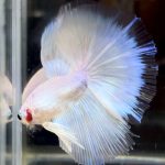 betta729