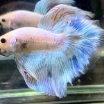 betta727