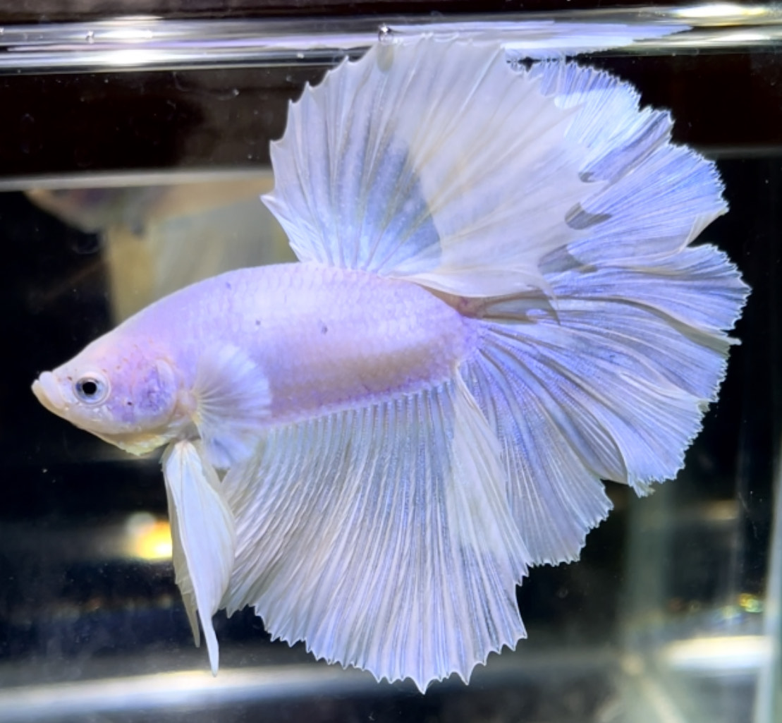 betta726