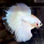betta729