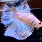 betta727