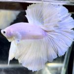 betta726