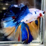 betta728