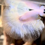 betta722
