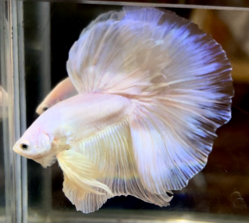 betta724