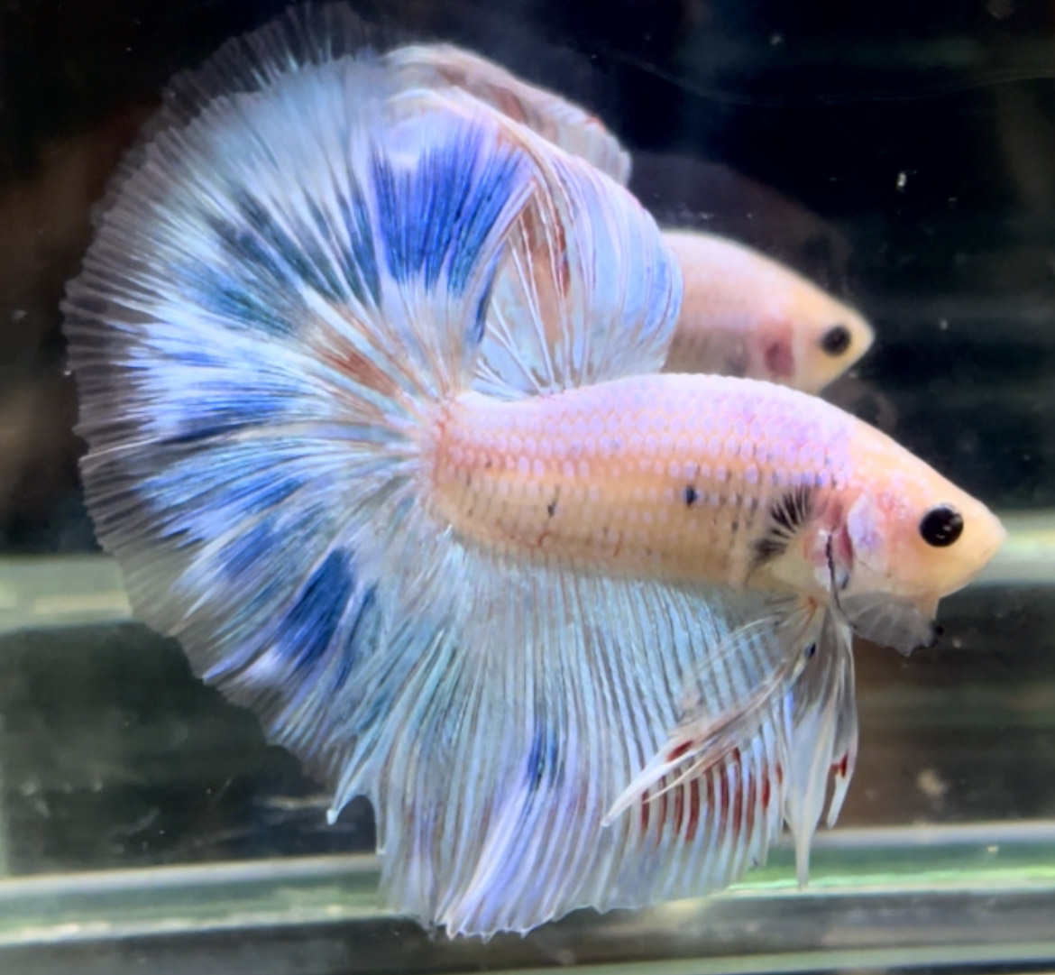 betta727