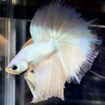 betta729