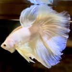 betta724