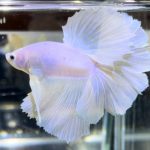 betta726