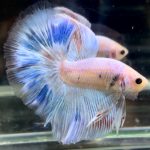 betta727