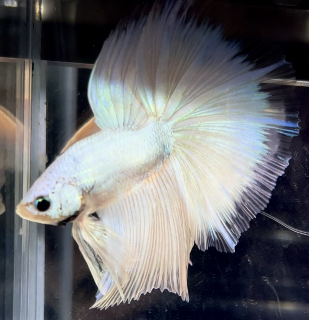 betta729