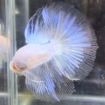 betta723