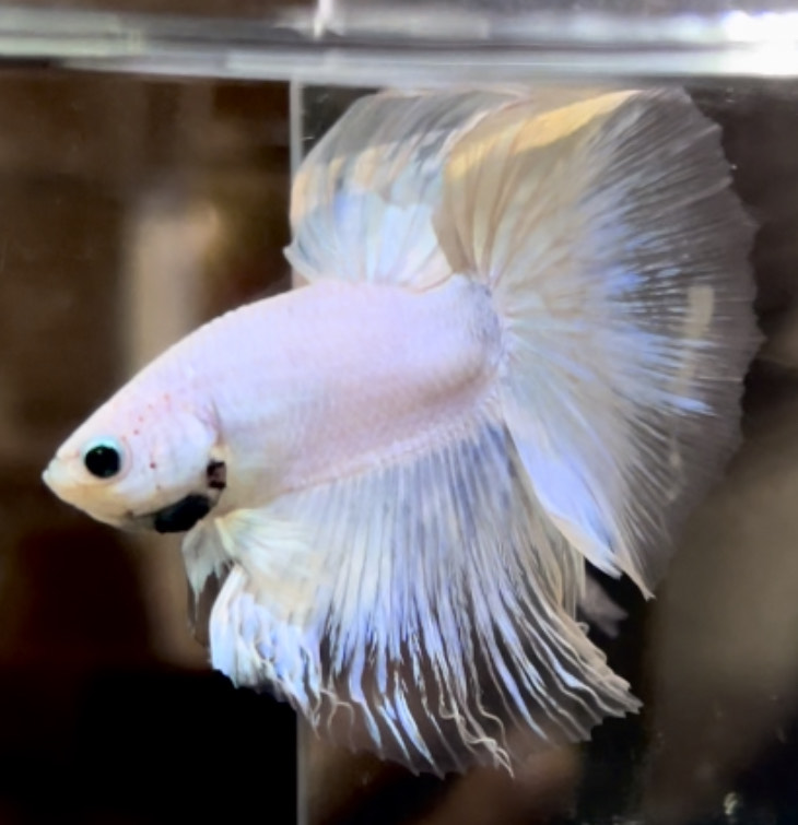 betta722