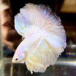 betta724