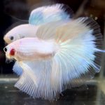 betta729