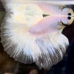betta722