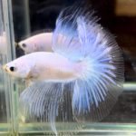 betta723