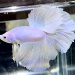 betta726