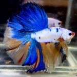 betta728