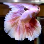 betta725