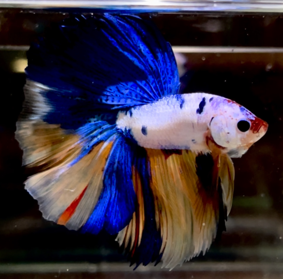 betta728