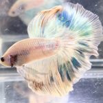 betta727