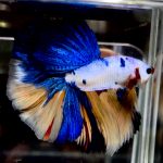 betta728