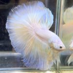 betta724