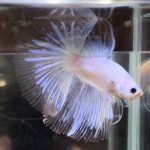 betta723