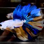 betta728