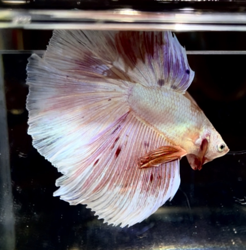 betta725