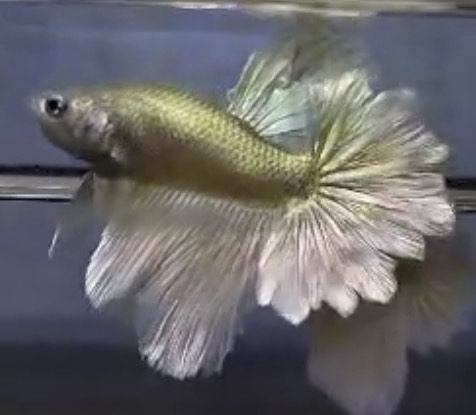 betta654