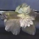 betta654