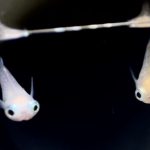 betta730