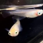 betta730