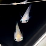 betta730