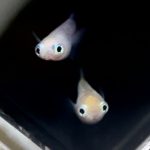 betta730
